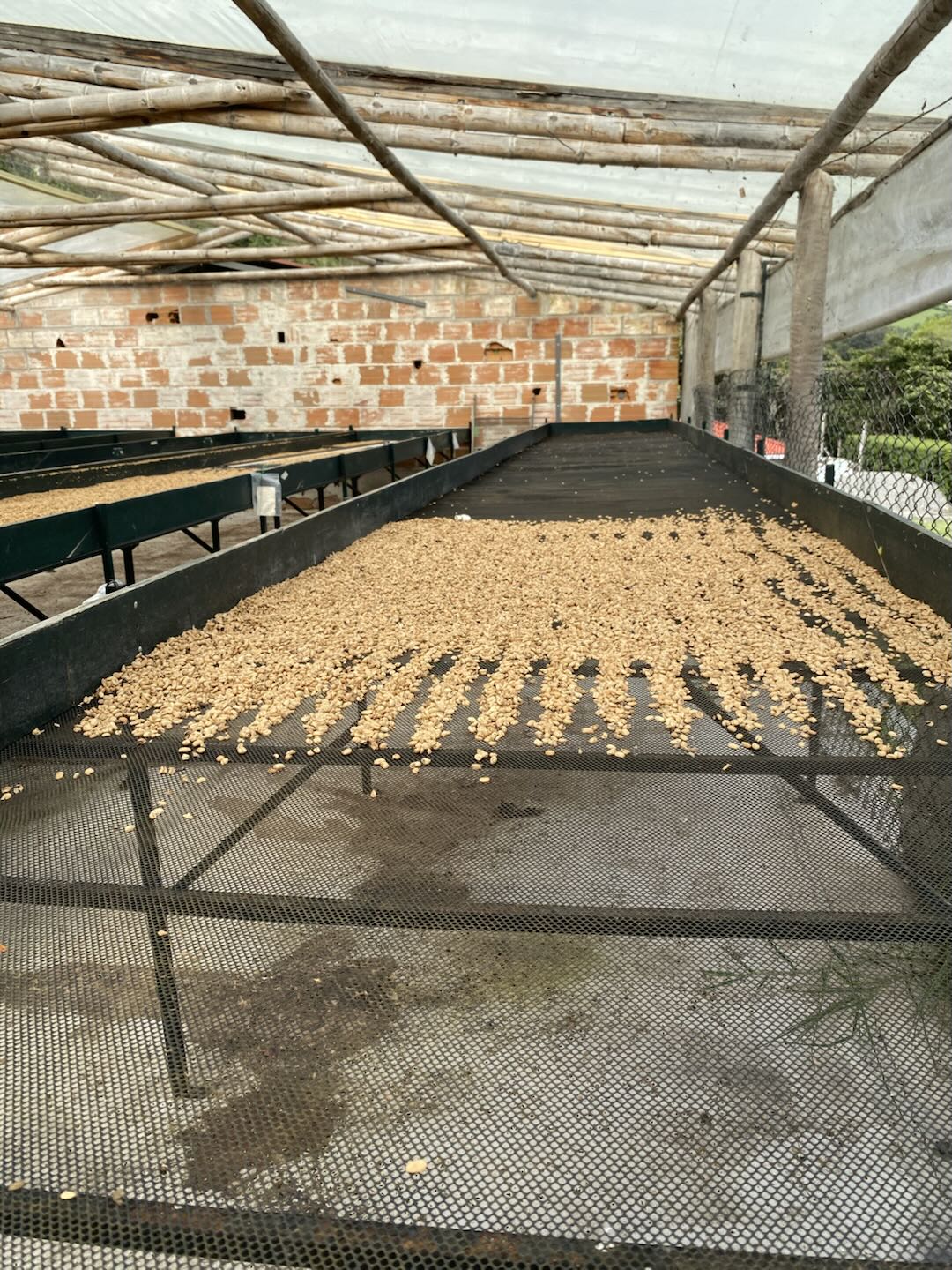 El Obraje Castillo Washed