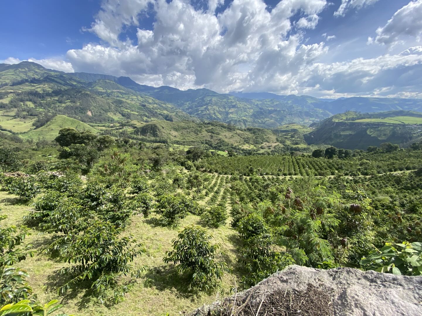 El Obraje Castillo Washed