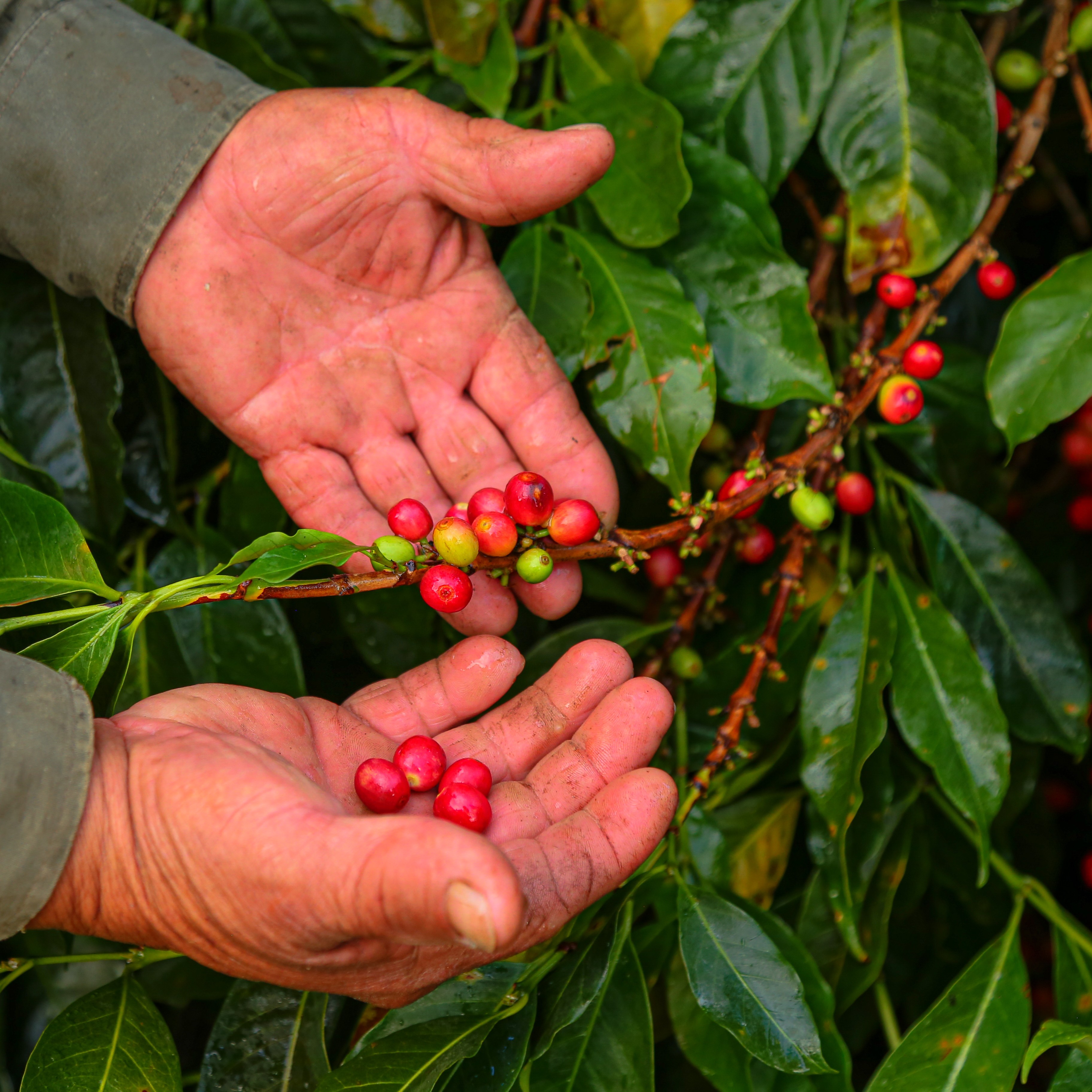 Gesha Honey Hello Judges