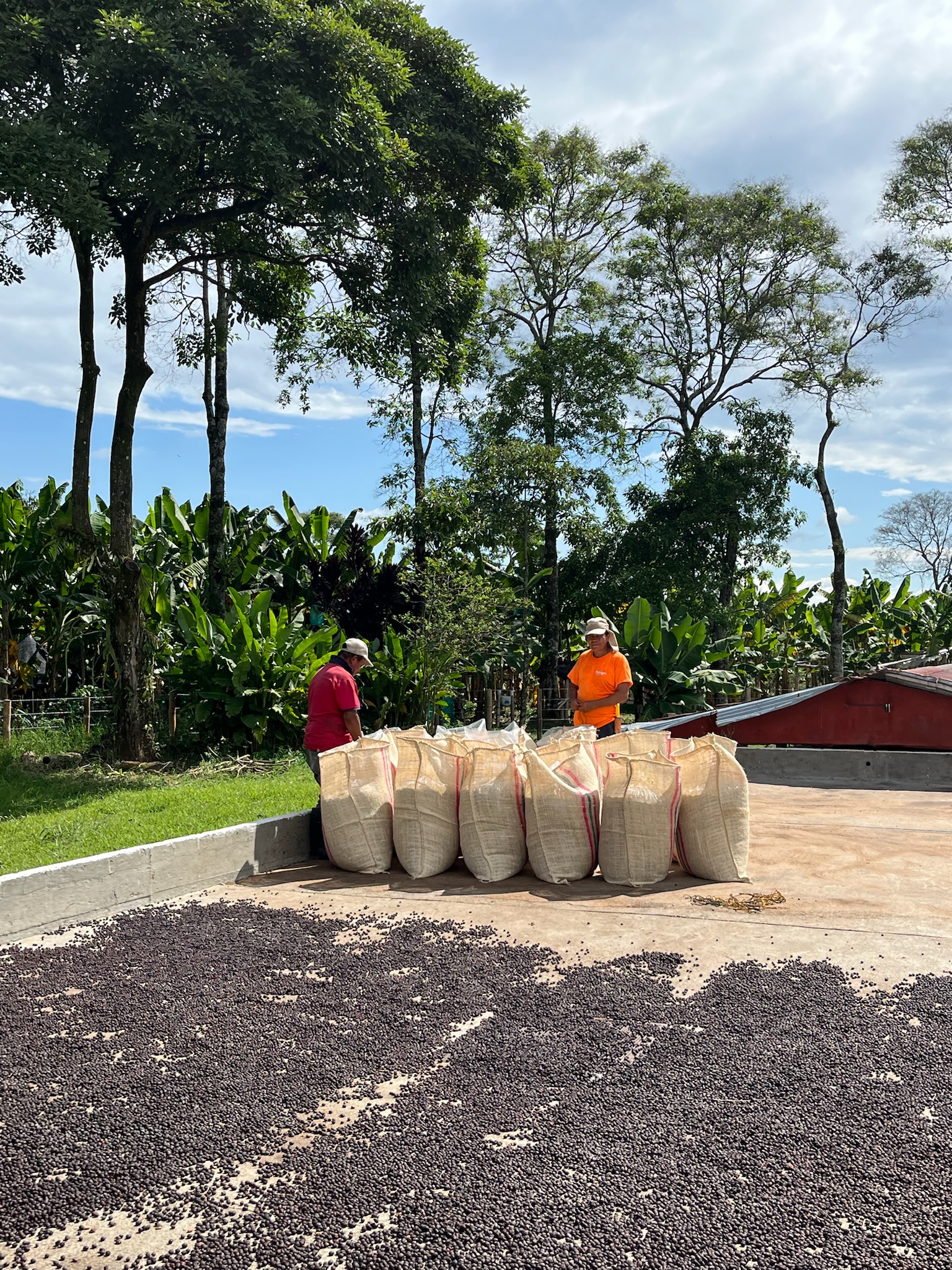 Chiroso Washed El Origen