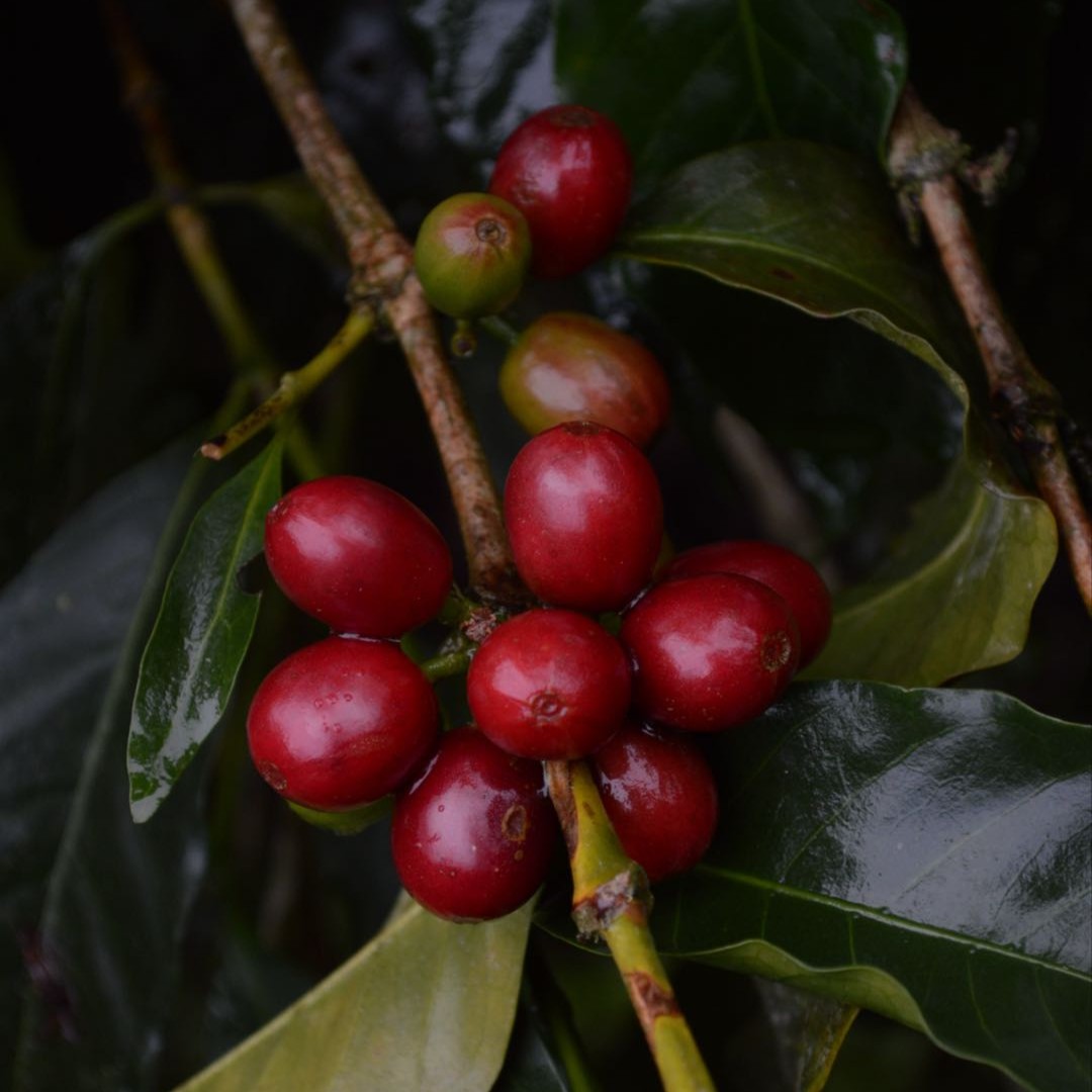 商品サムネイル