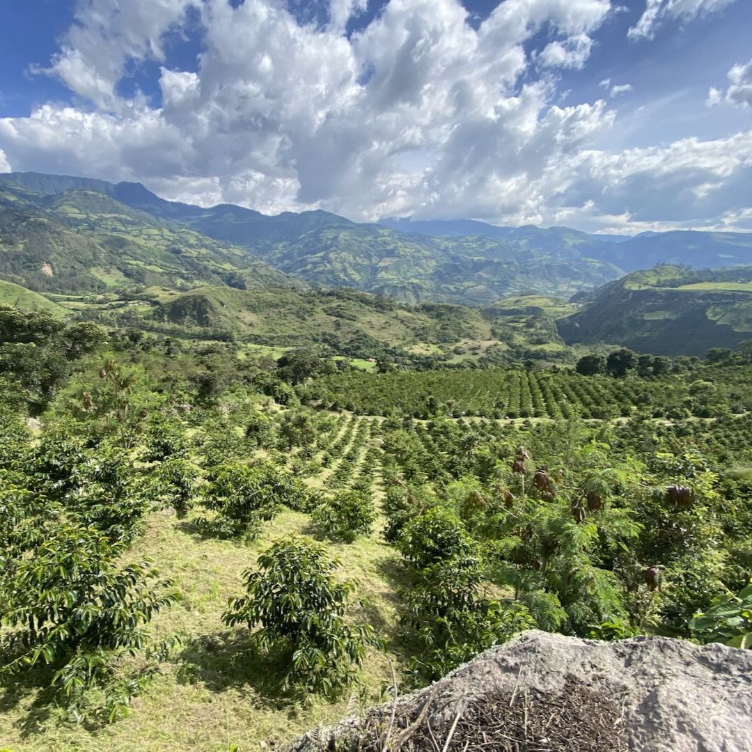 El Obraje Castillo Washed