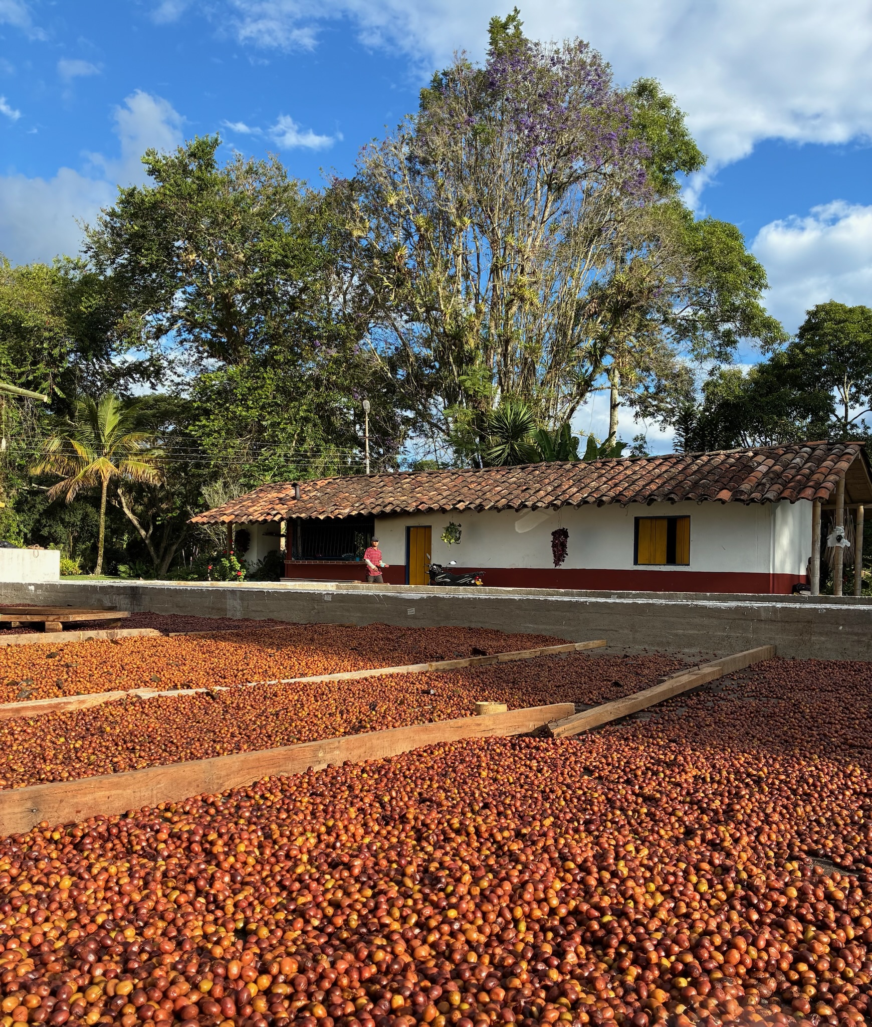 Chiroso Washed El Origen