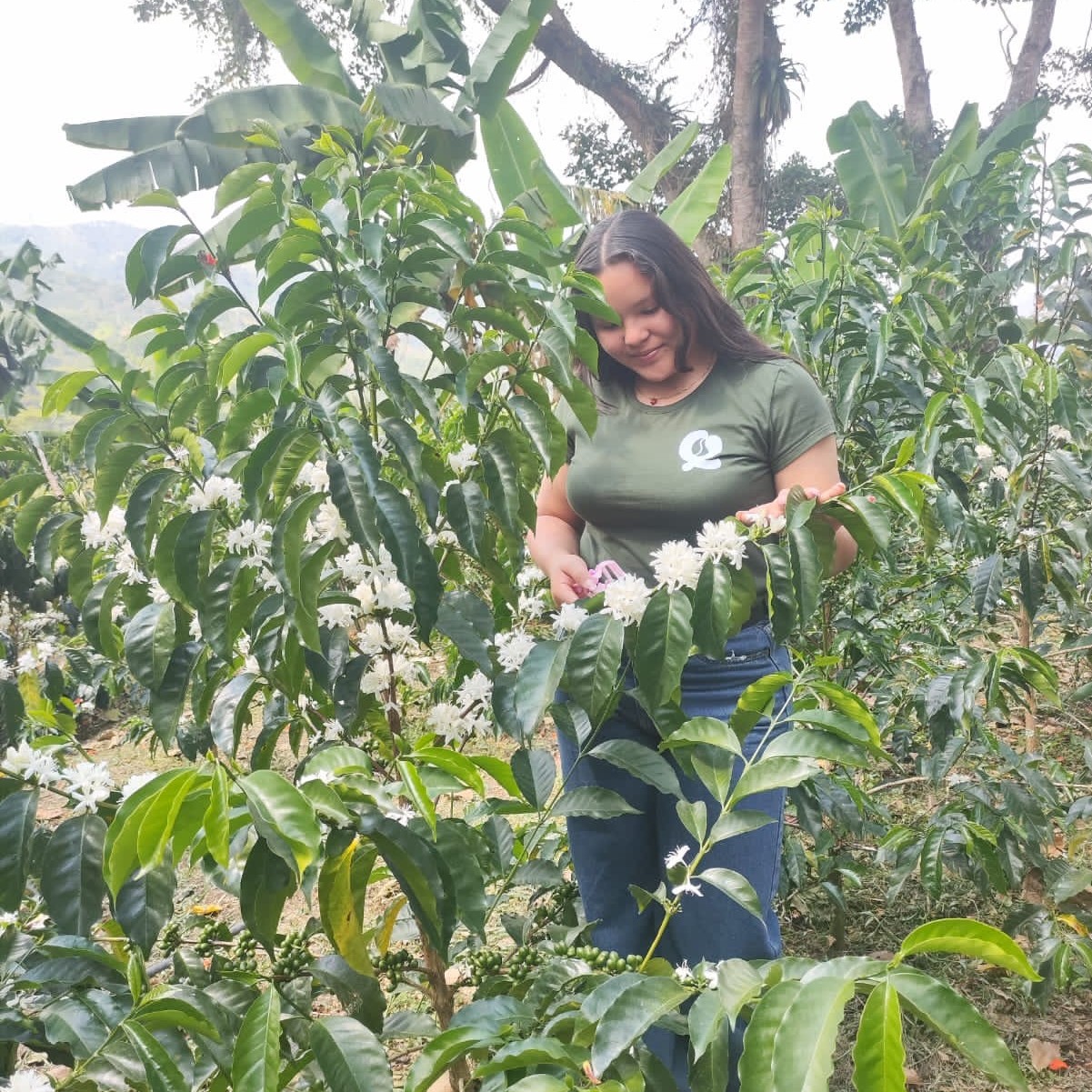 Chiroso Washed Quebraditas