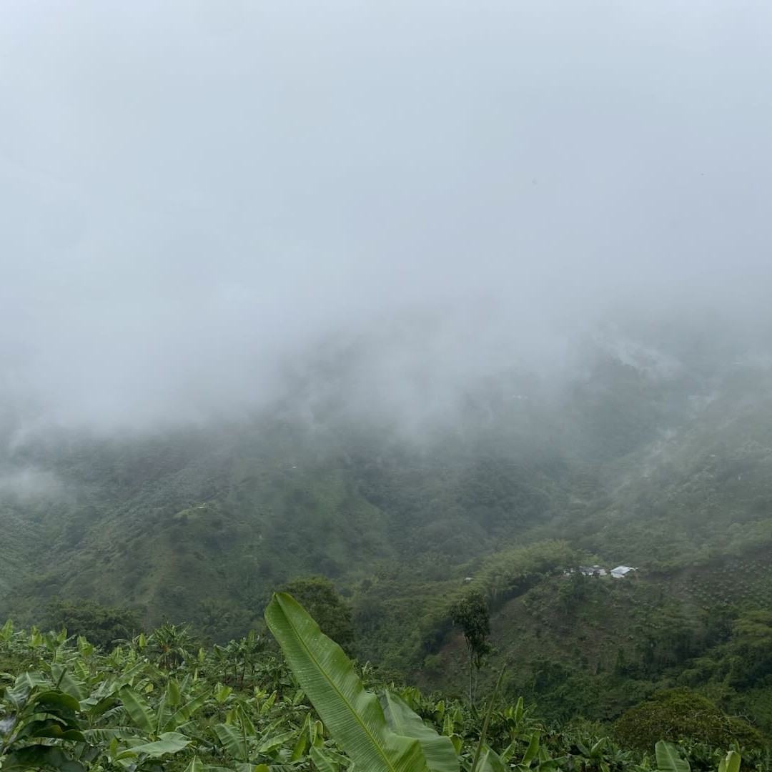 CGLE Sudan Rume Hybrid Washed