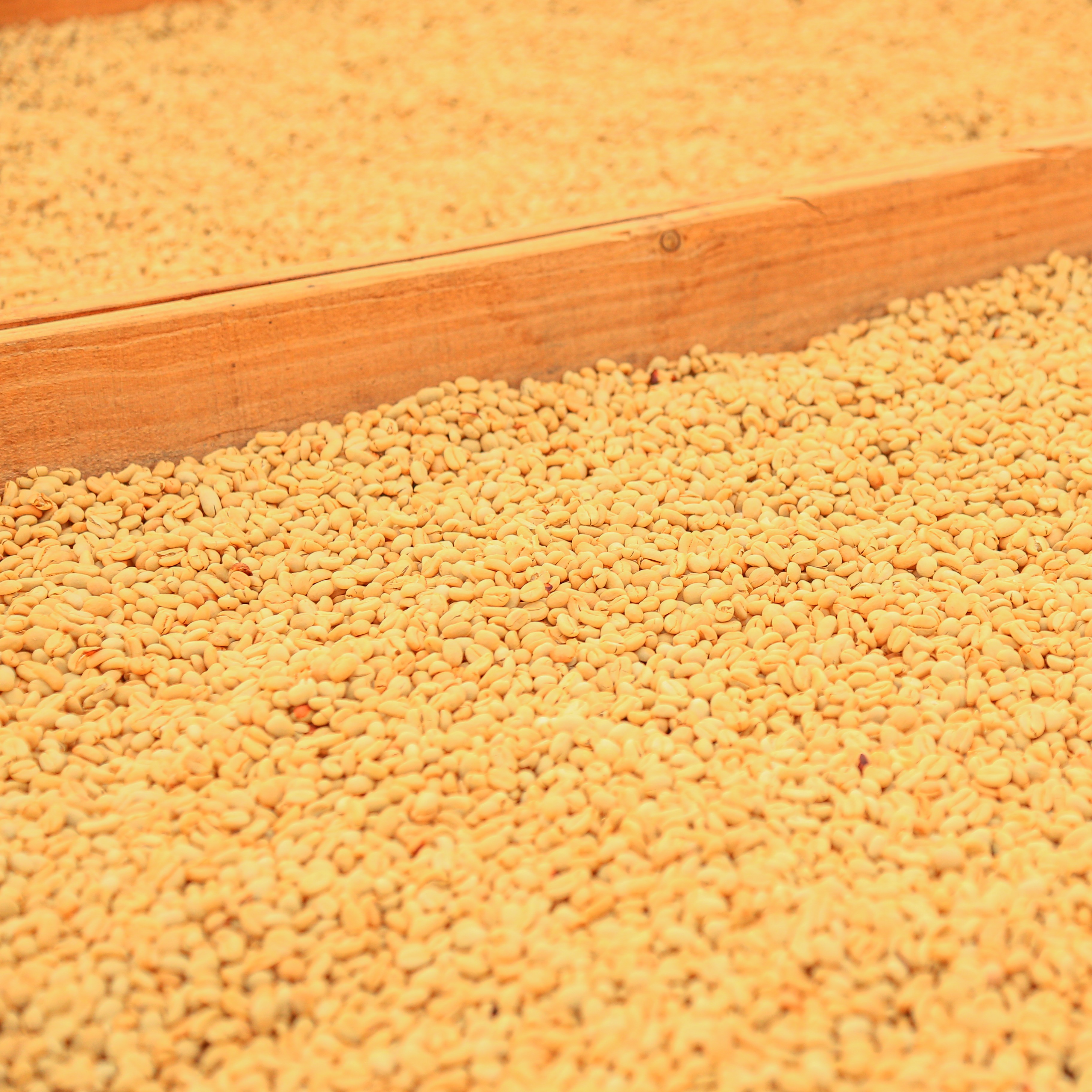 Pink Bourbon Washed Quitupamba