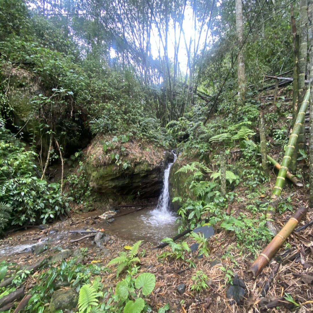 CGLE Sudan Rume Hybrid Washed