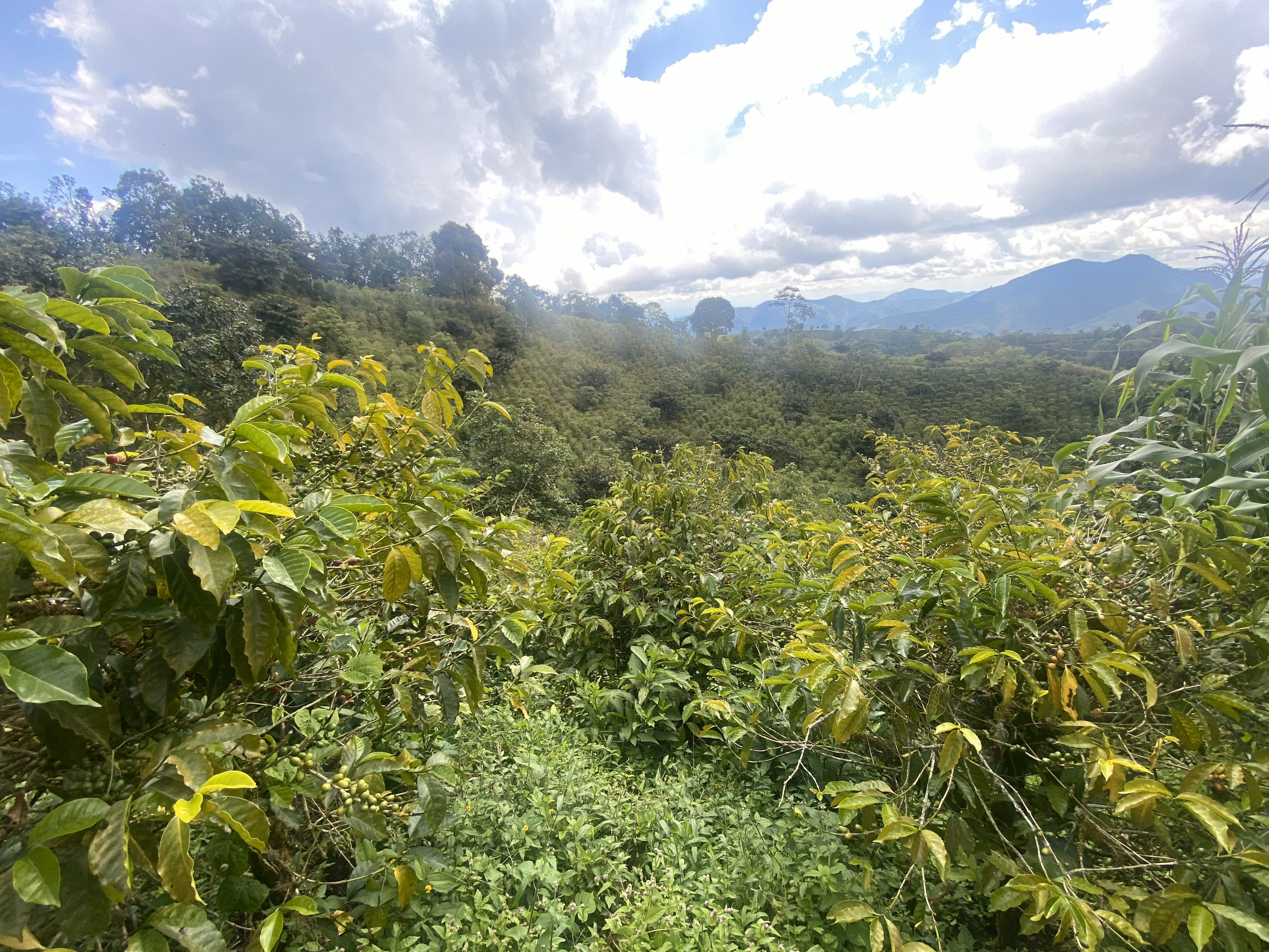 MIKAVA Gesha Santuario 3012