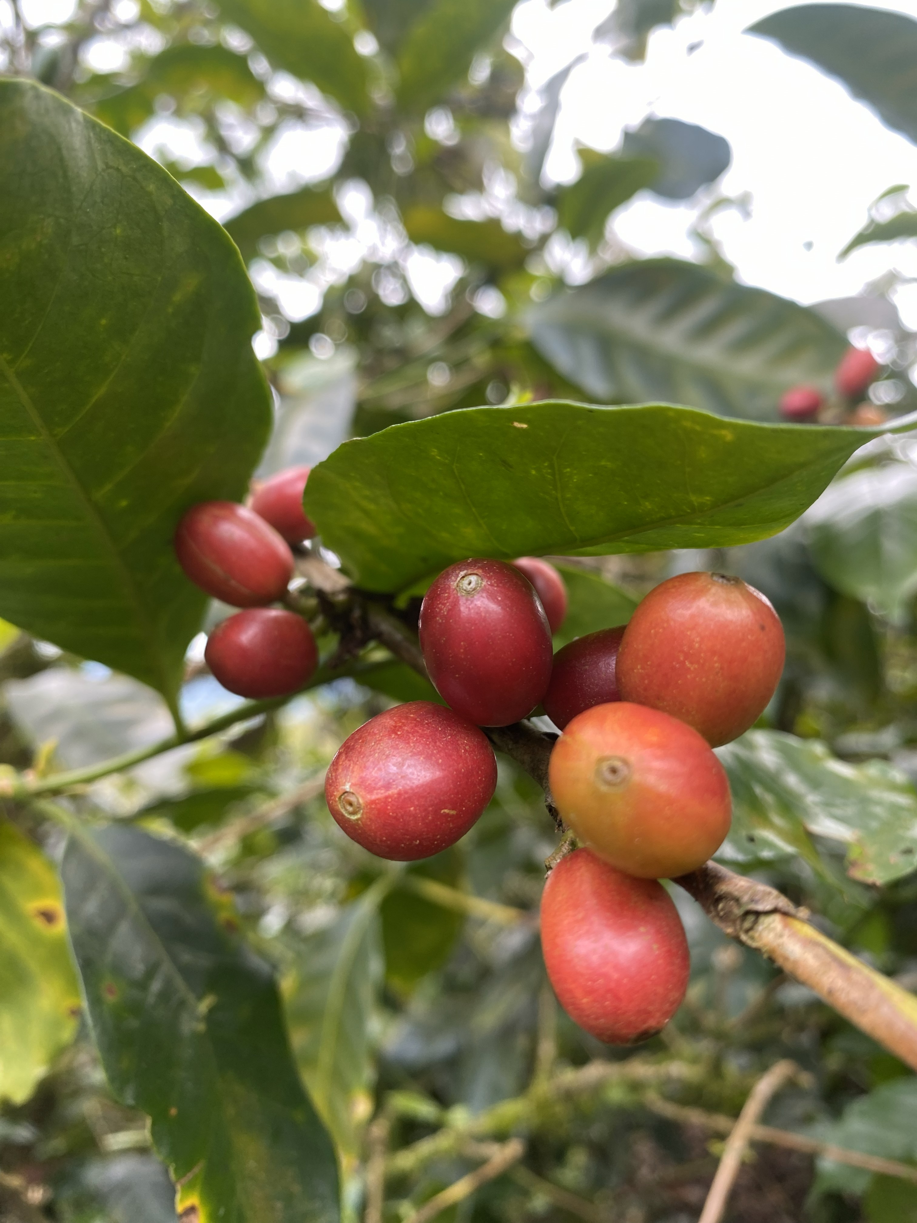 MIKAVA Gesha Santuario 3012