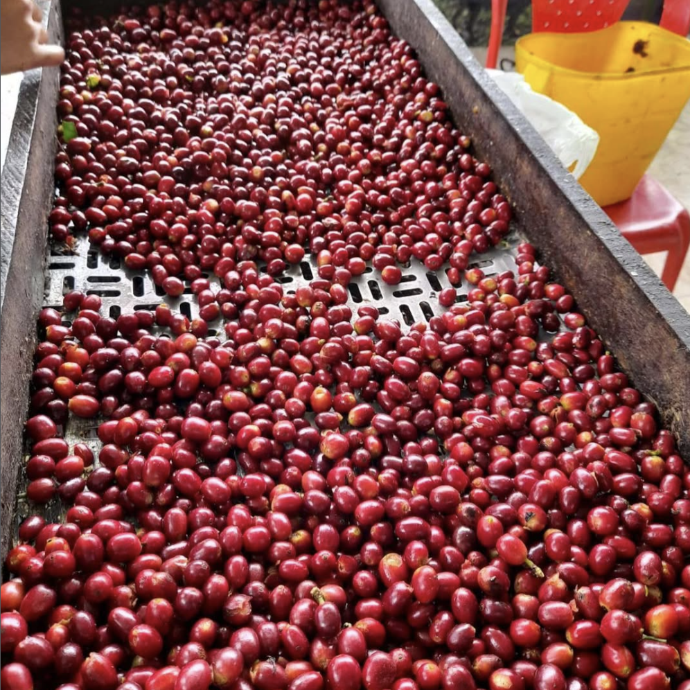 El Porvenir Gesha SemiWashed Land of Diversity