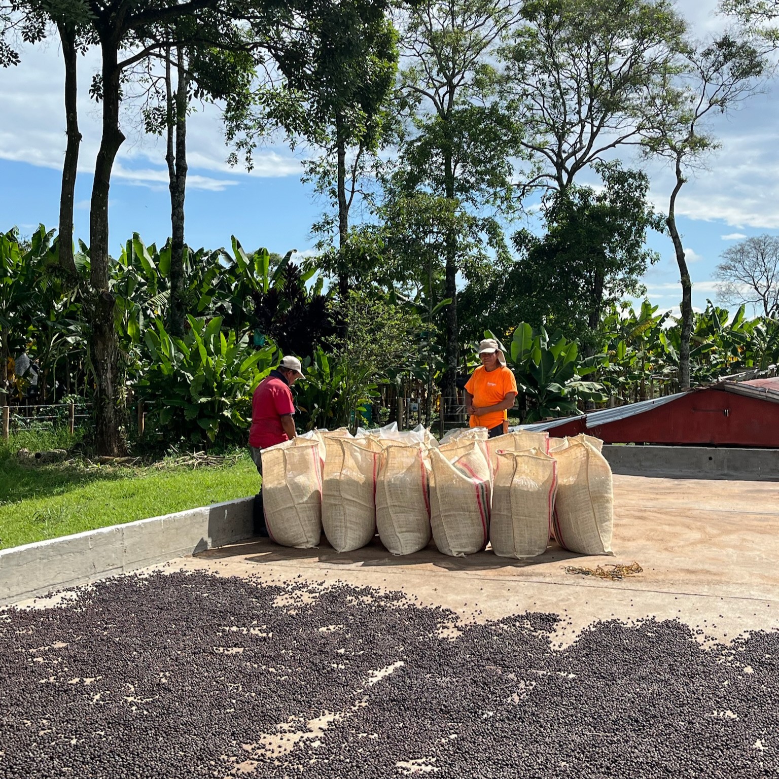 Chiroso Washed El Origen