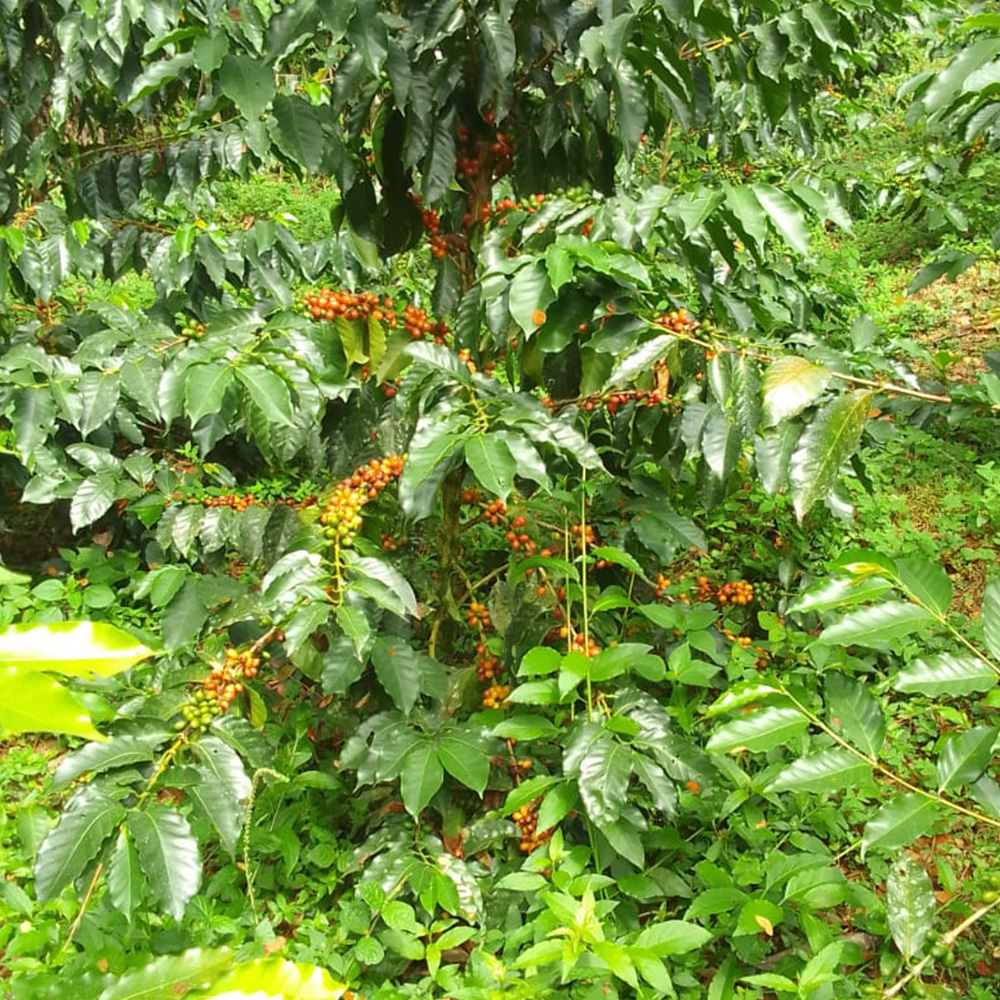 SUDUS Papayo Natural