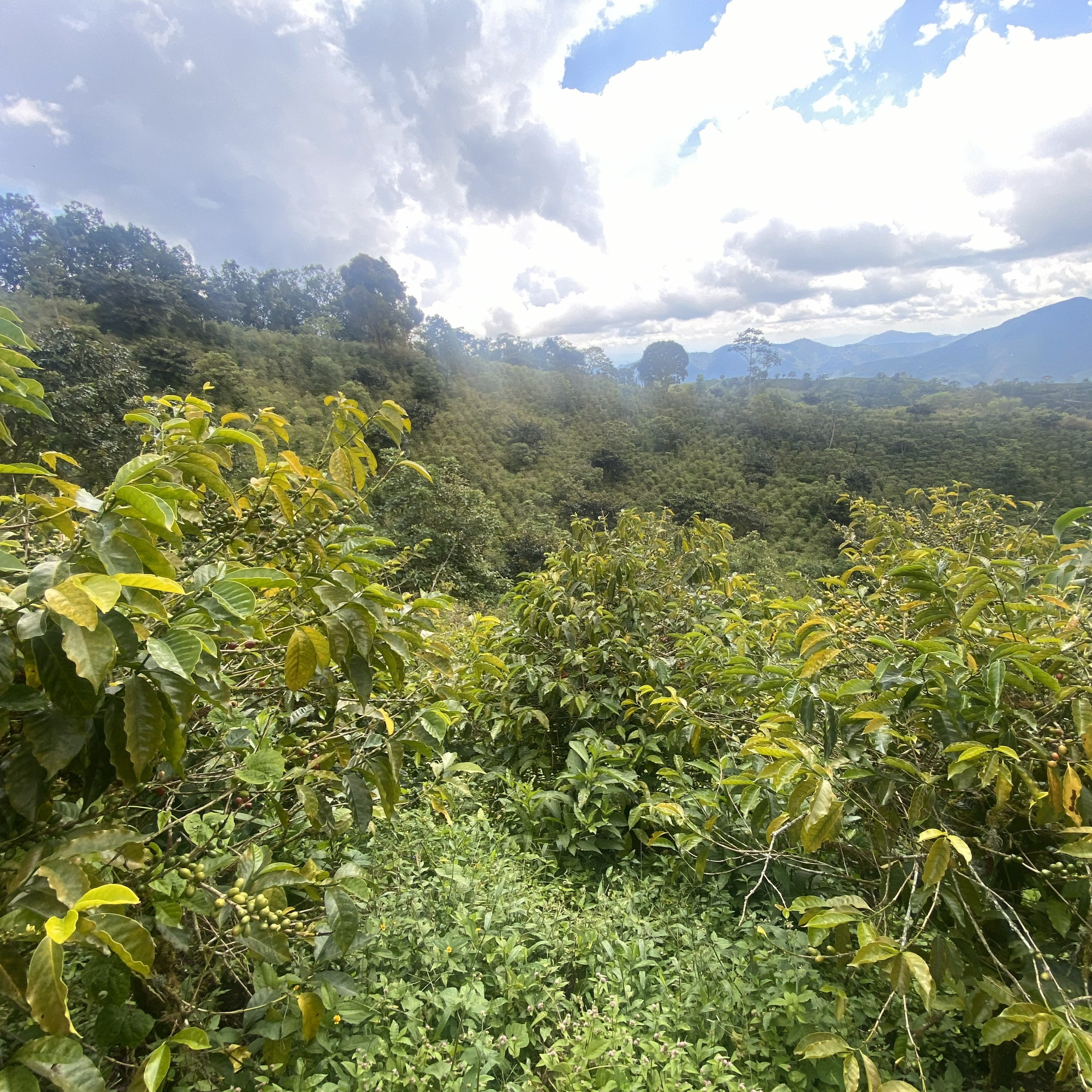 MIKAVA Tabi Washed Anaerobic 1504