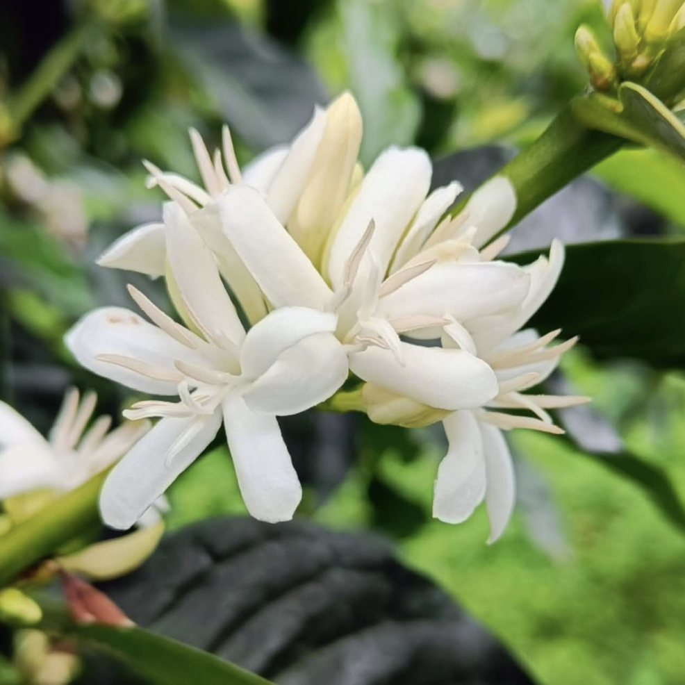 El Porvenir Gesha SemiWashed Land of Diversity