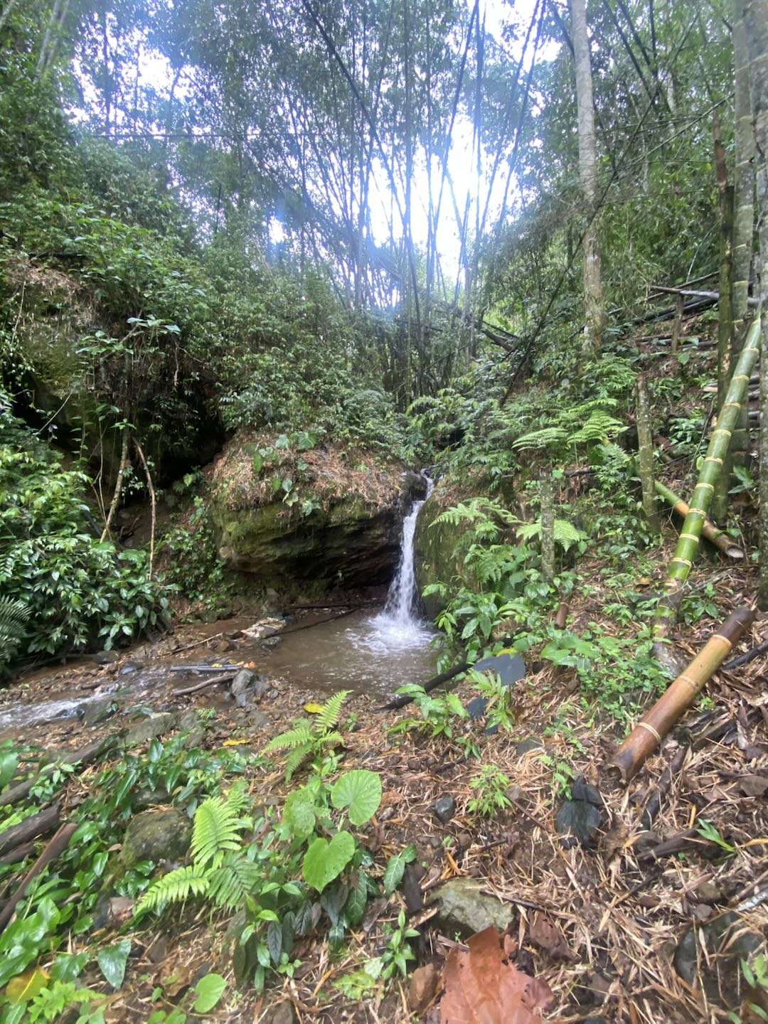 CGLE Sudan Rume Hybrid Washed