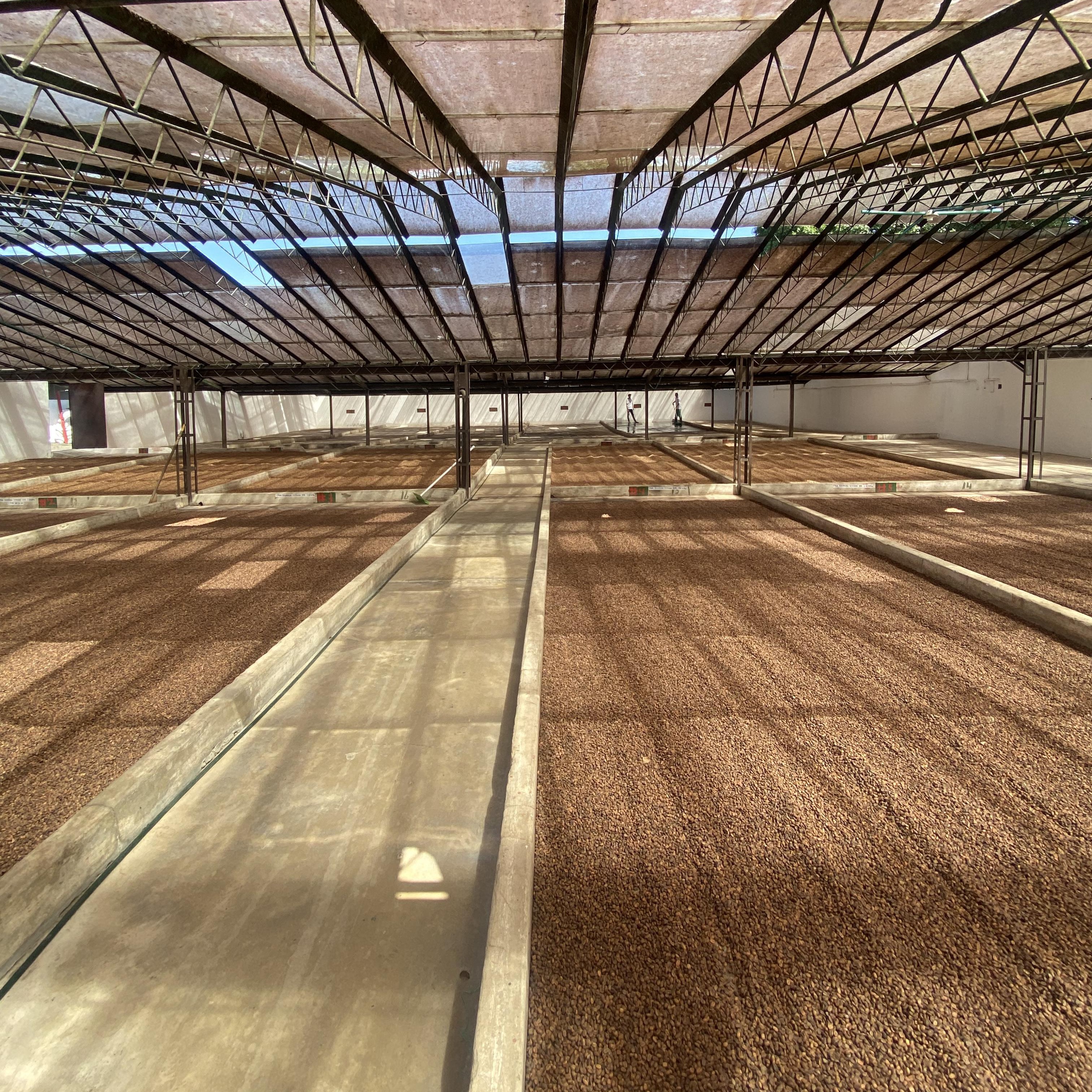 Pink Bourbon Midnight Bloom