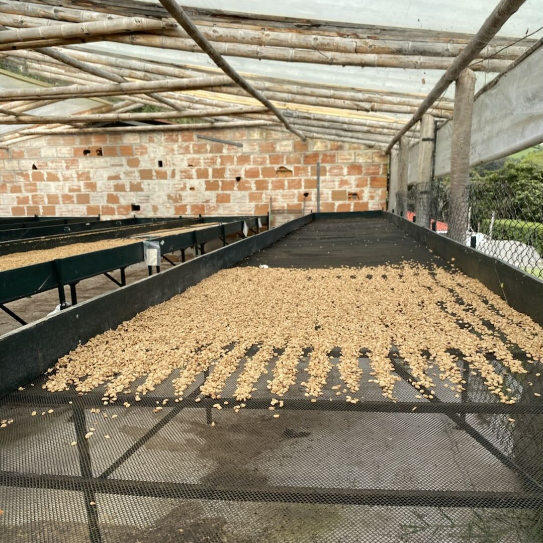 El Obraje Castillo Washed