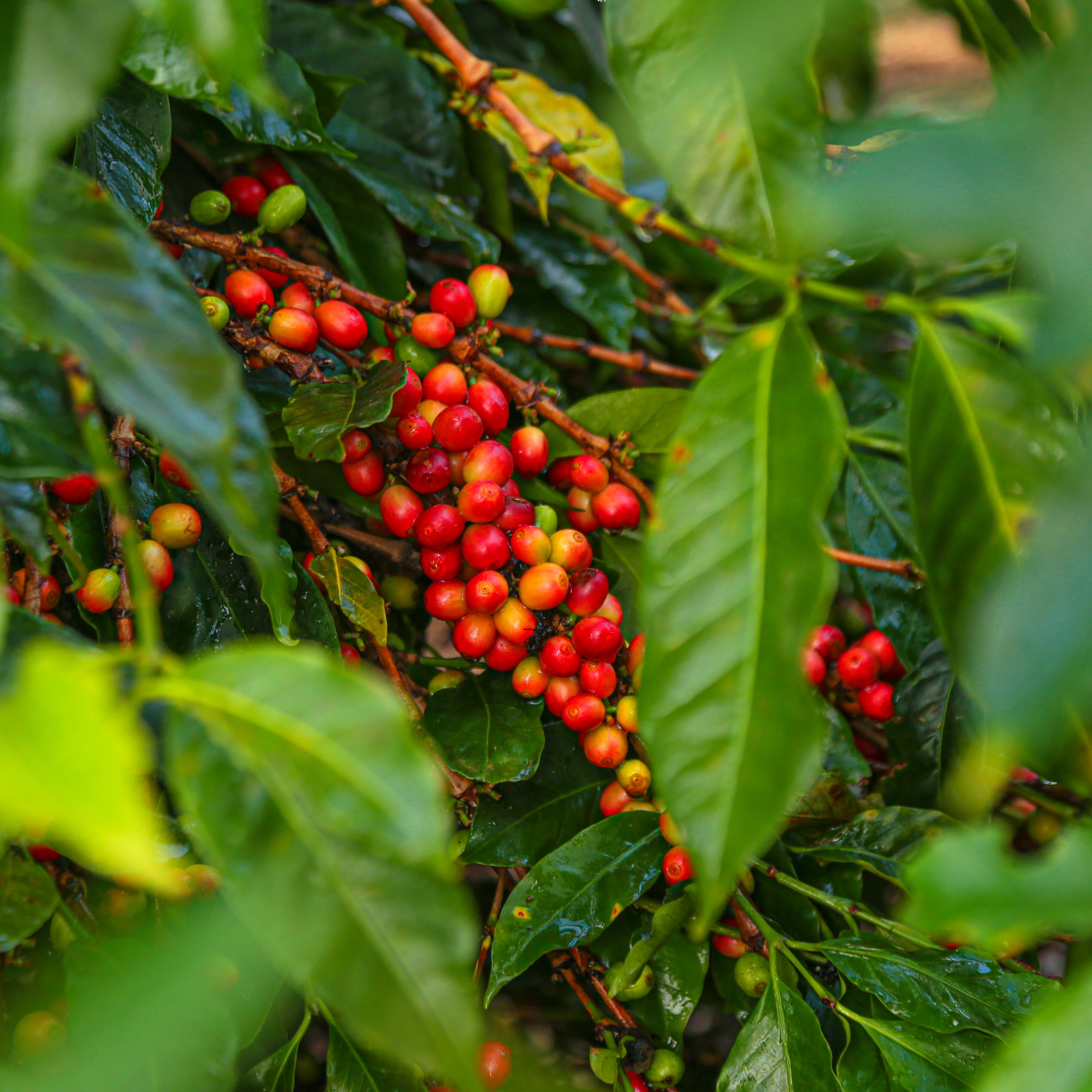 Pink Bourbon Washed Quitupamba