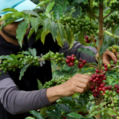 Orange Bourbon Lavender Fusion