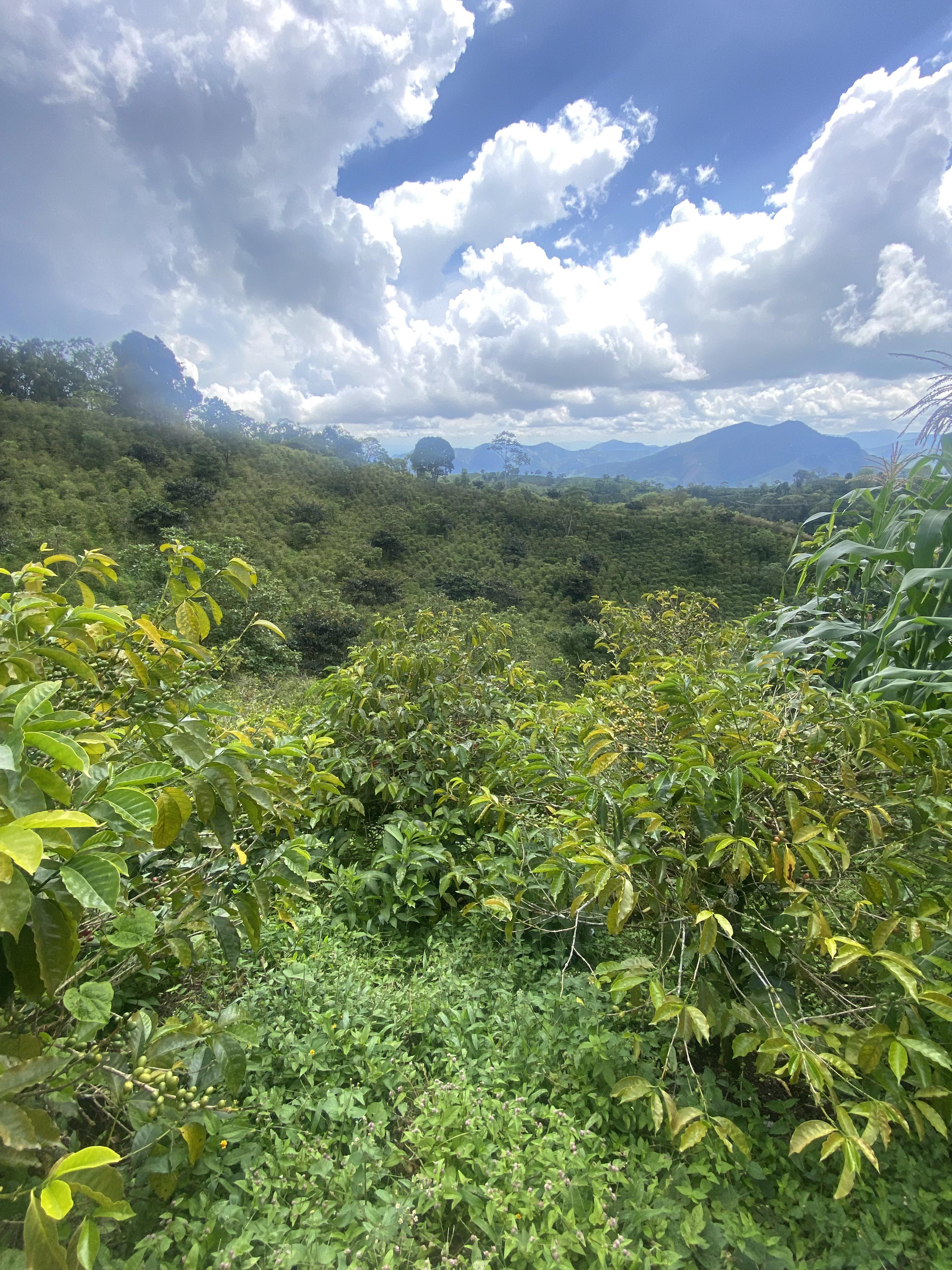 MIKAVA Tabi Washed Experimental 