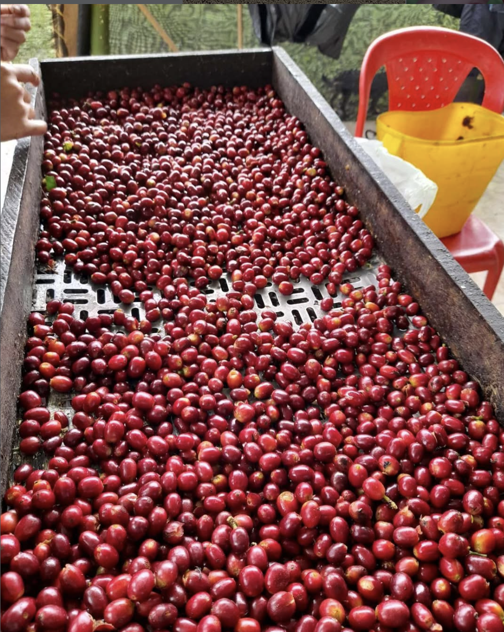 El Porvenir Gesha SemiWashed Land of Diversity