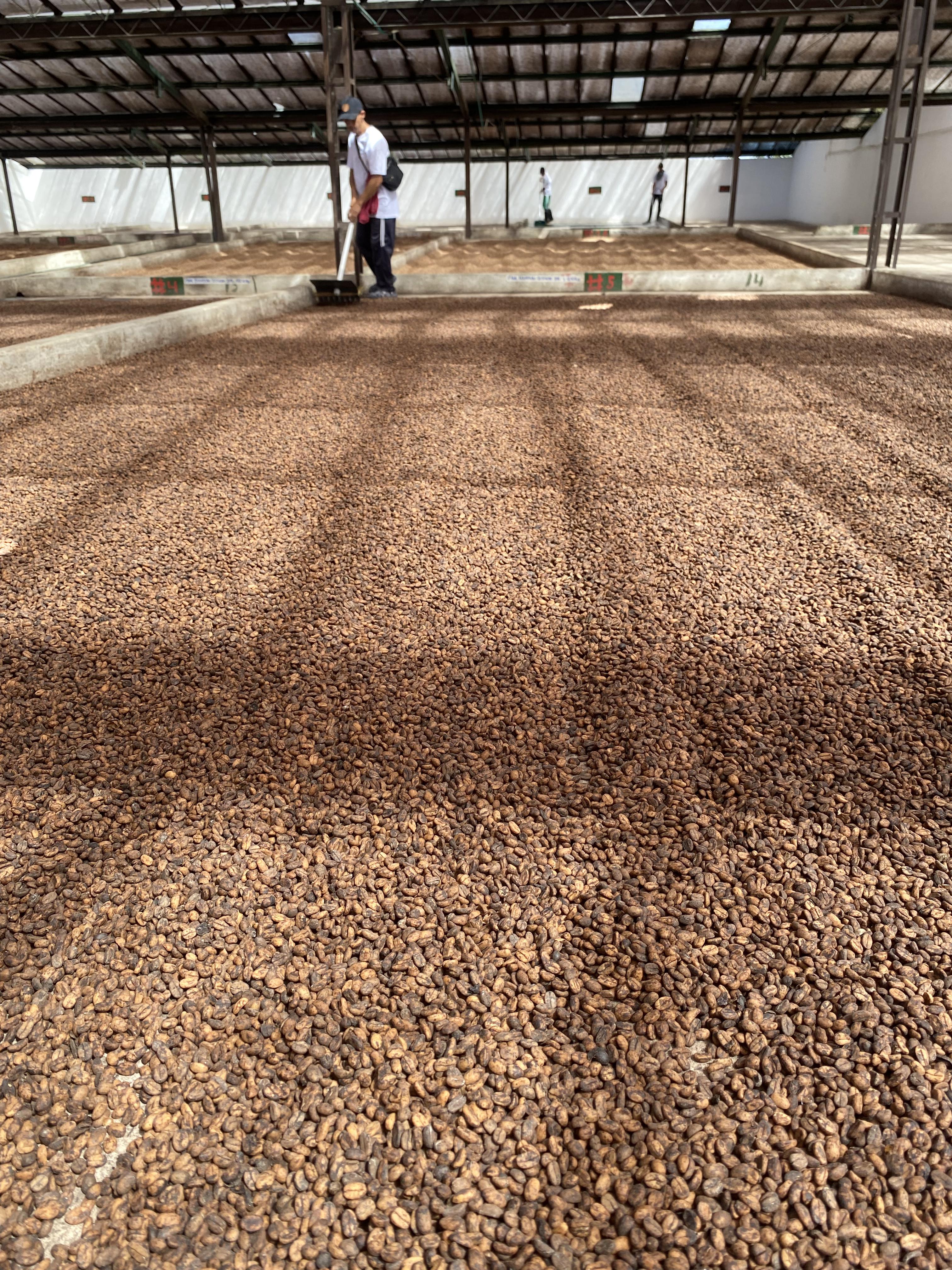 El Placer SL28 Washed