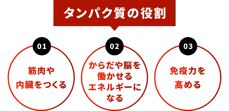 タンパク質の役割