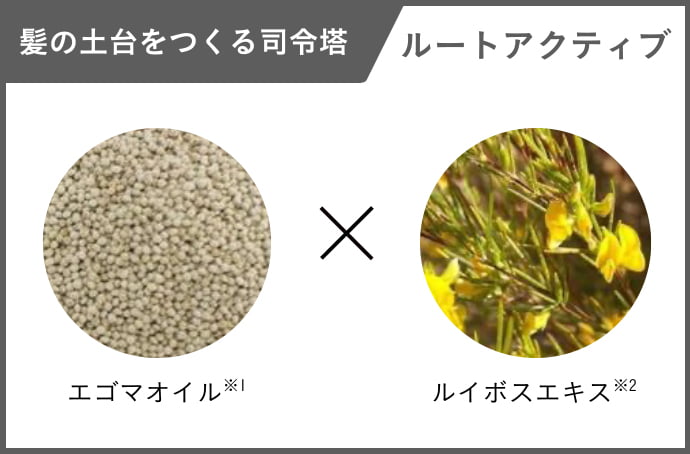 髪の土台をつくる司令塔 ルートアクティブ エゴマオイル※1 ルイボスエキス※2