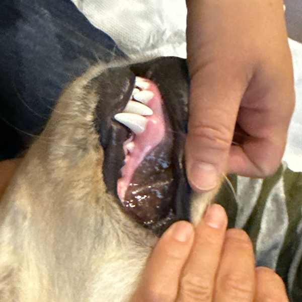 愛犬のデンタルケアの悩み 3