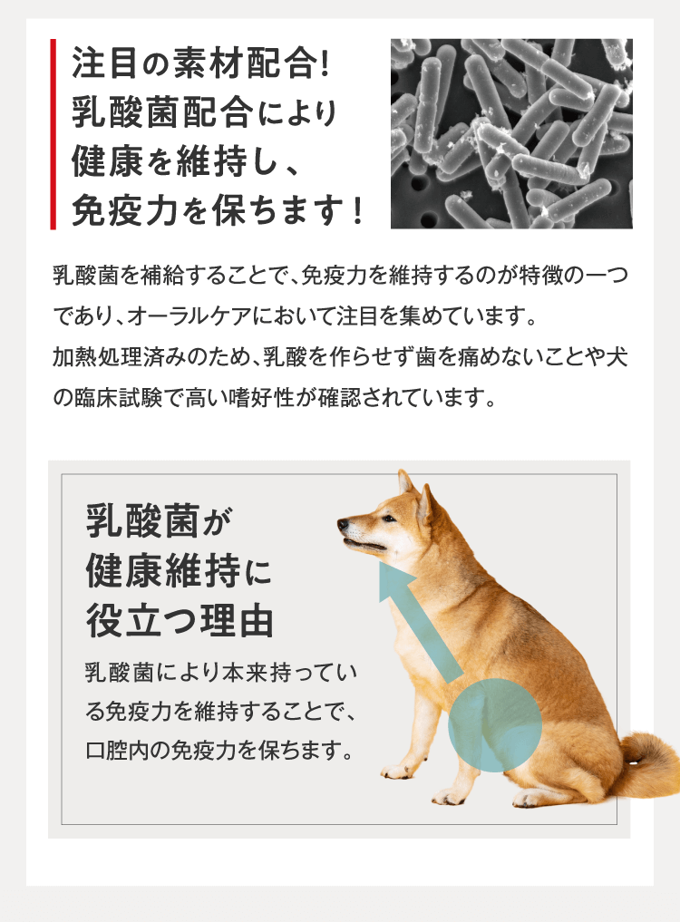 注目の免疫成分「KT-11」配合!唾液中の免疫成分が3倍以上増加!