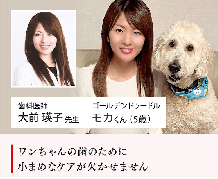 ワンちゃんの歯のために小まめなケアが欠かせません