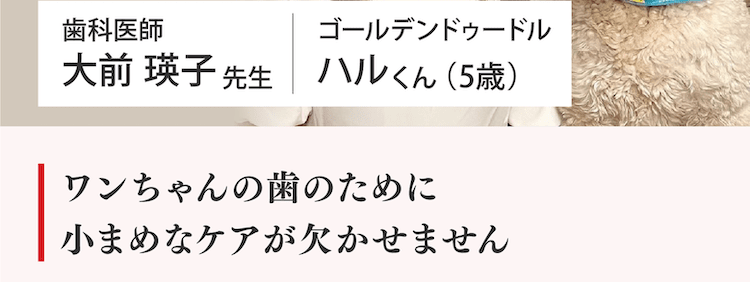 ワンちゃんの歯のために小まめなケアが欠かせません