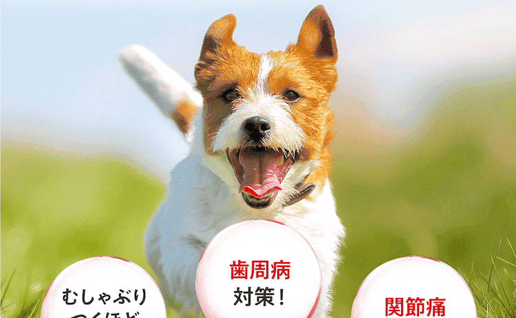 健康にいい!なのにすごくおいしくて、しかも獣医共同開発で安心なのがOrakFoce1なのです