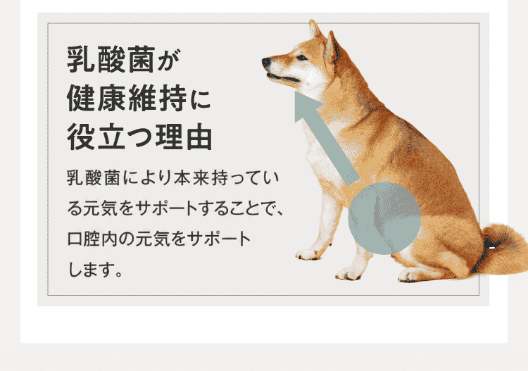 注目の免疫成分「KT-11」配合!唾液中の免疫成分が3倍以上増加!