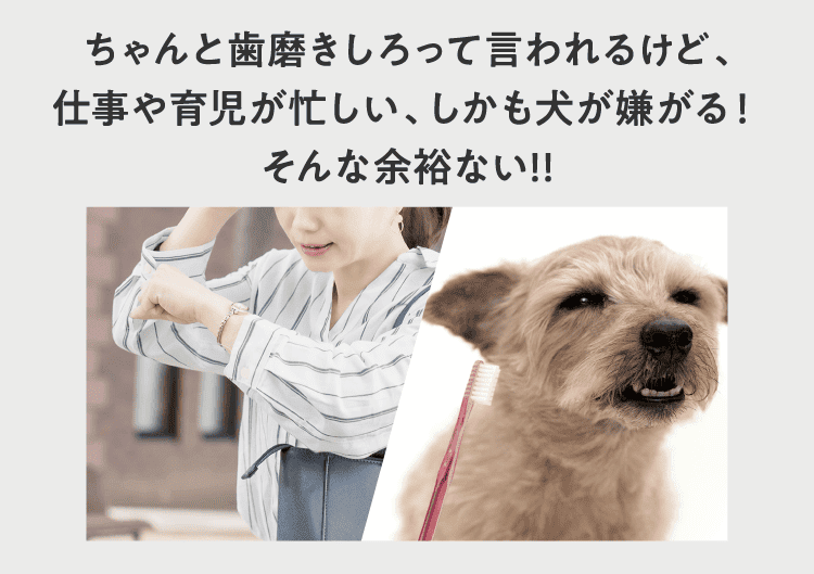 ちゃんと歯磨きしろって言われるけど、仕事や育児が忙しい、しかも犬が嫌がる!そんな余裕ない!!