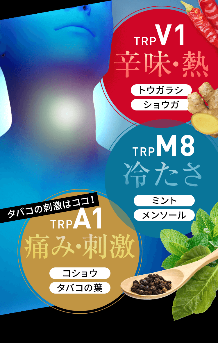 TRPV1辛味・熱、TRPM8冷たさ、TRPA1痛み・刺激