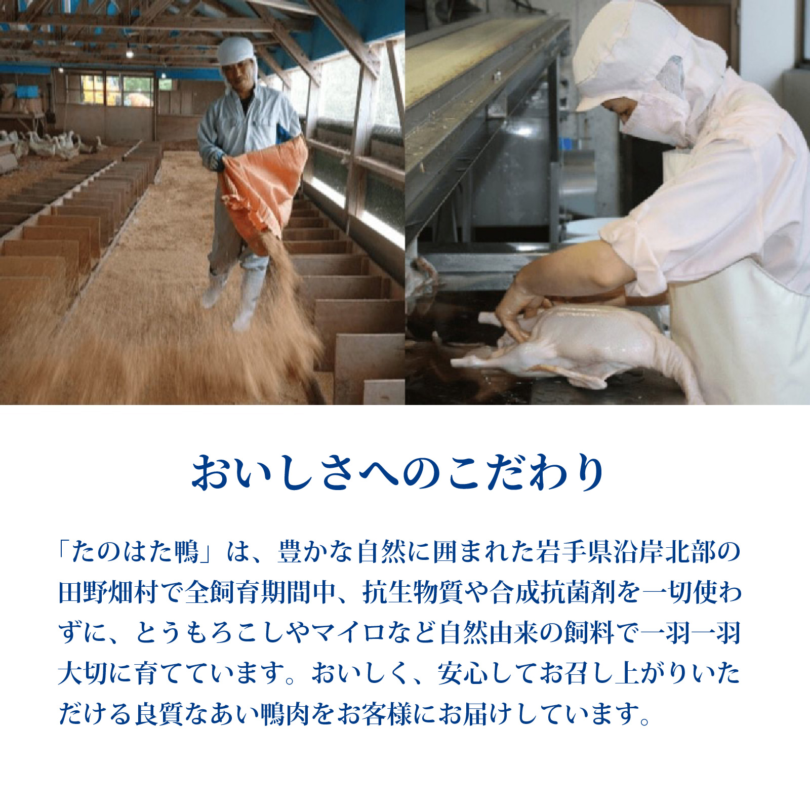 岩手三陸 たのはた鴨 むね肉ステーキカット1枚（310g）
