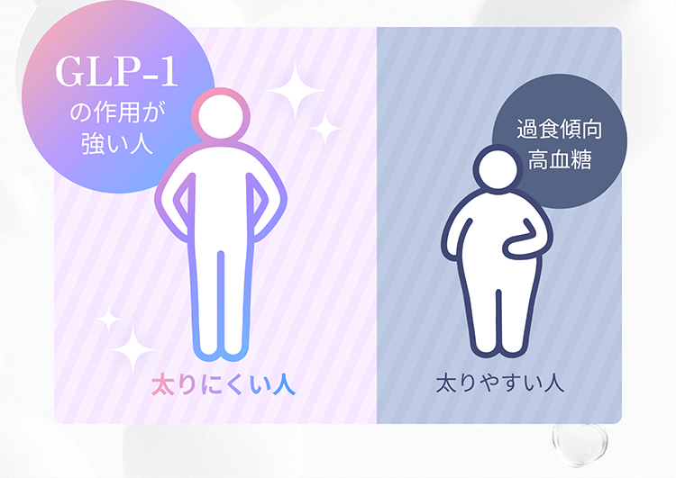 GLP-1の作用が強い人→太りにくい人　過食傾向高血糖→太りやすい人