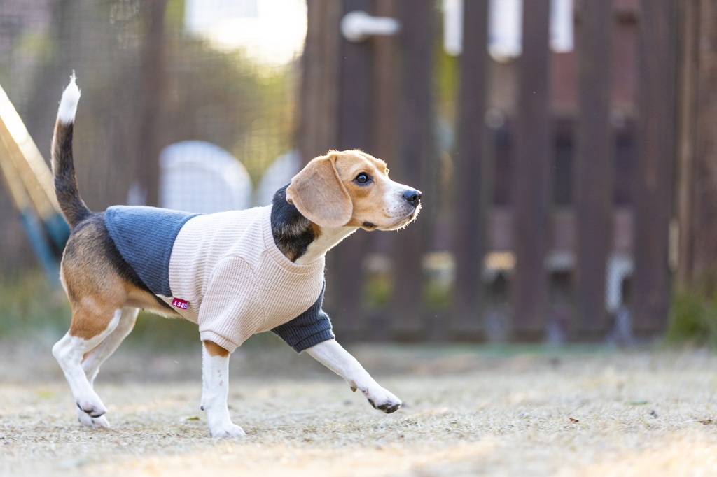 【FIRST】ヘムスウィッチングニット 色: ベージュ/グレー, サイズ: XS