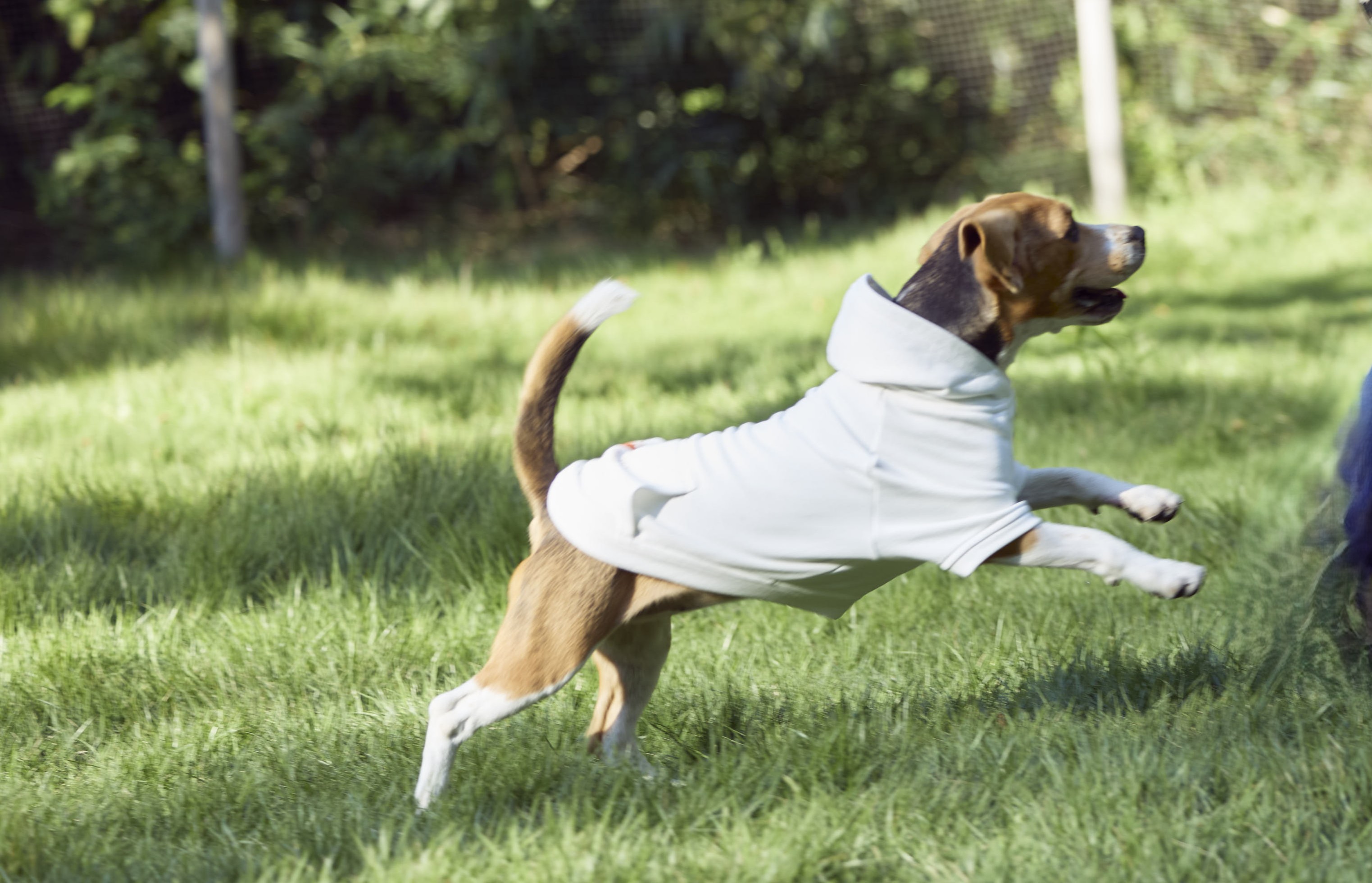 Doggy`s Island　ロゴパーカーS　White サイズ: XS