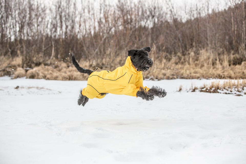 【Rukka Pets】プロテクト オーバーオール レインコート サイズ: 25