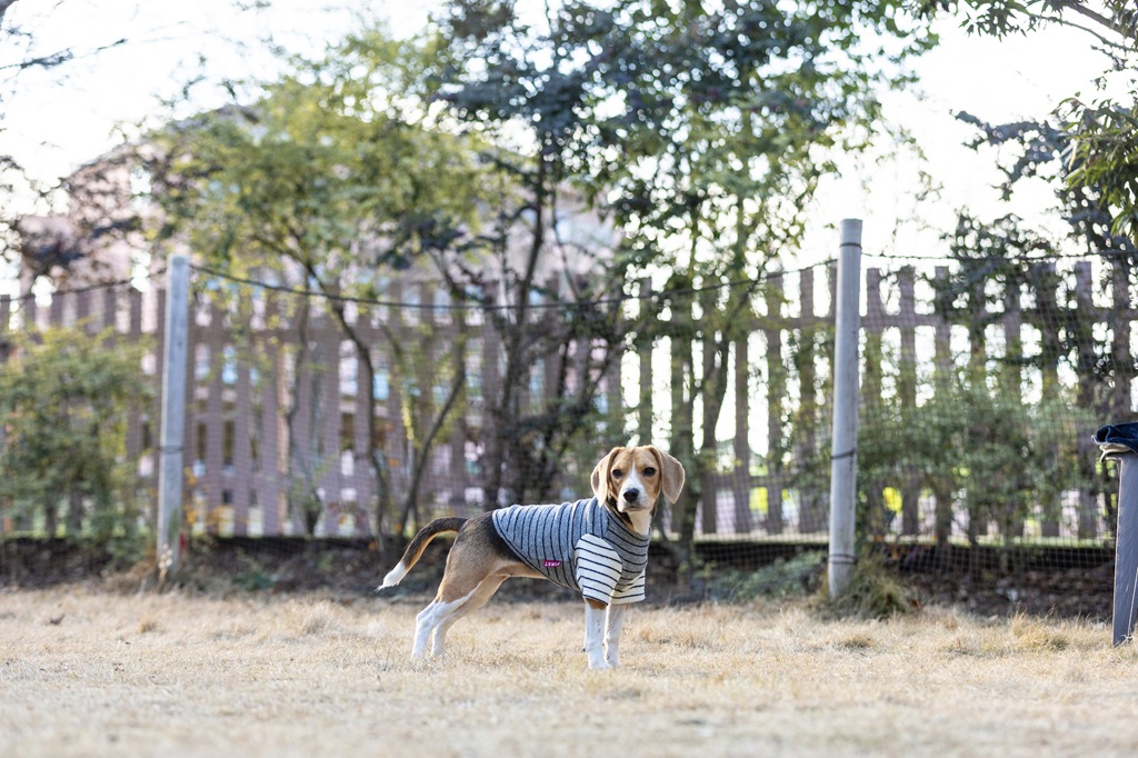 【FIRST】バイカラーボーダーニット 色: ネイビー/グレー, サイズ: S