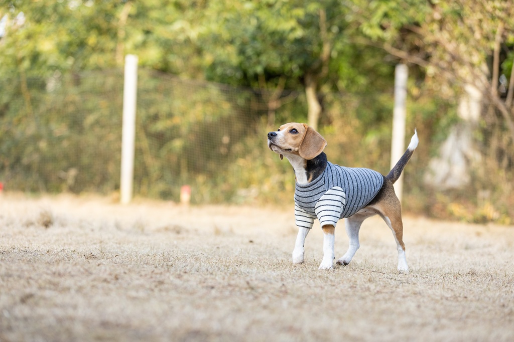 【FIRST】バイカラーボーダーニット 色: ネイビー/グレー, サイズ: S