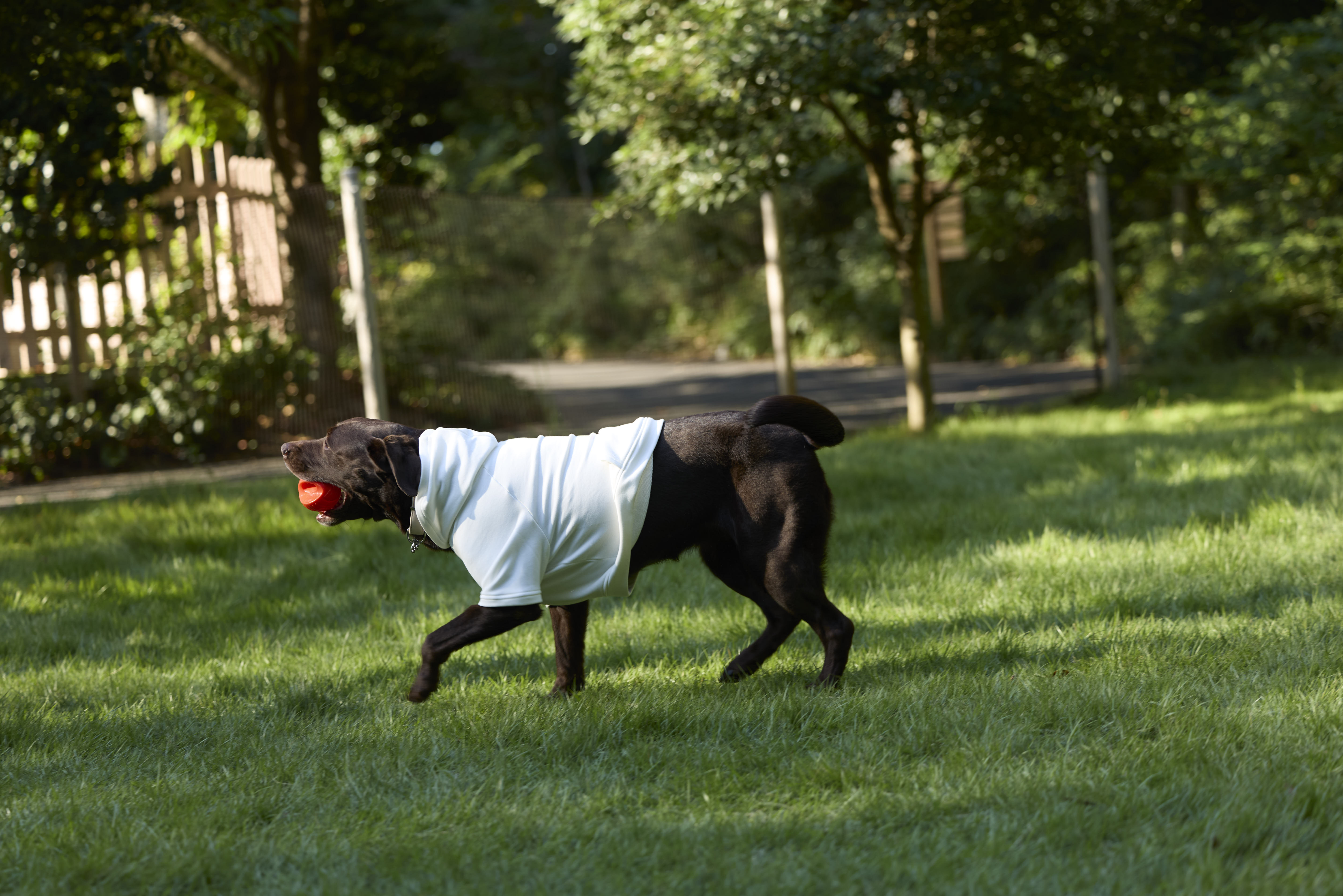 Doggy`s Island　ロゴパーカーS　White サイズ: XS
