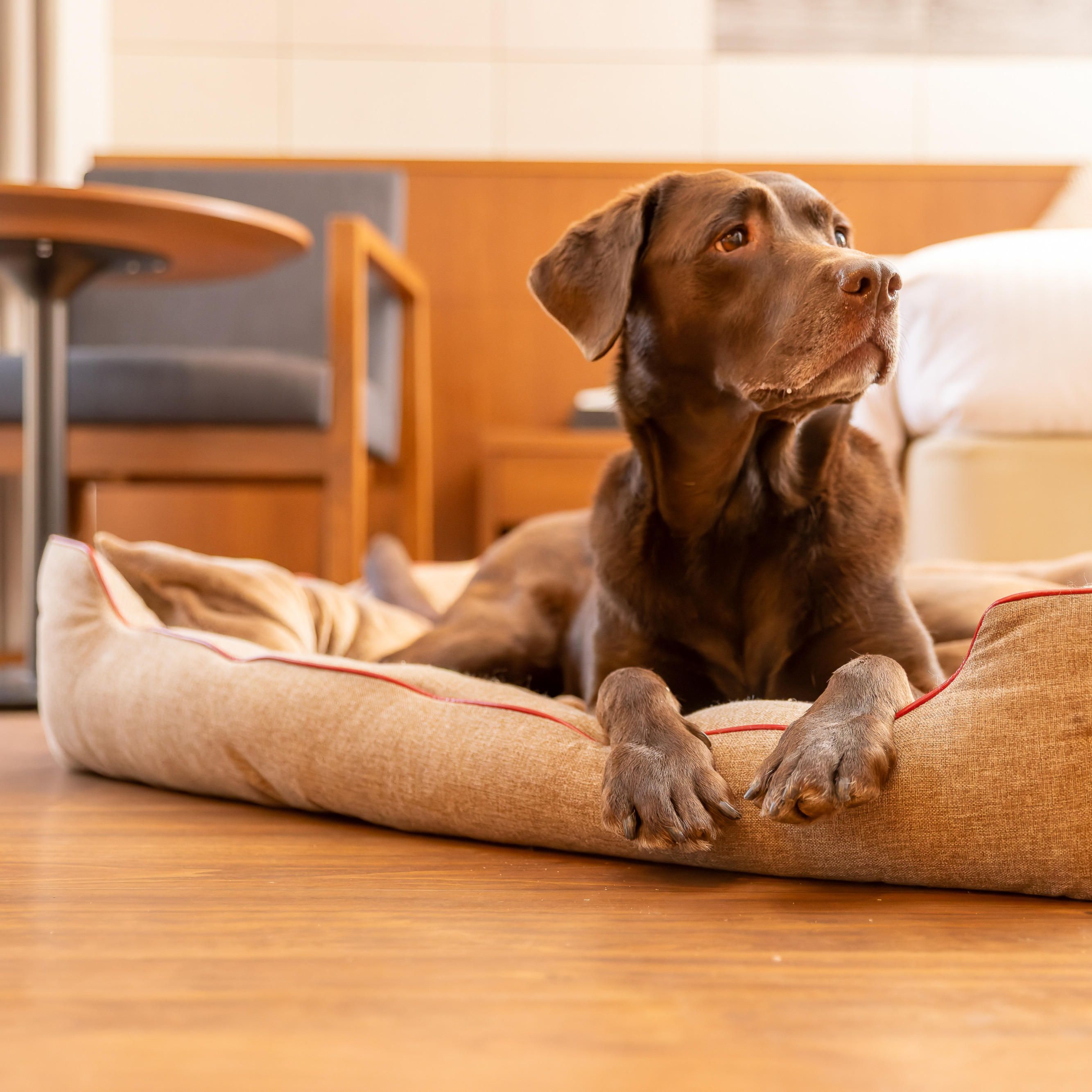 【FIRST】スクラッチレジスタンス　スクエアベッド 色: ブラウン, サイズ: S