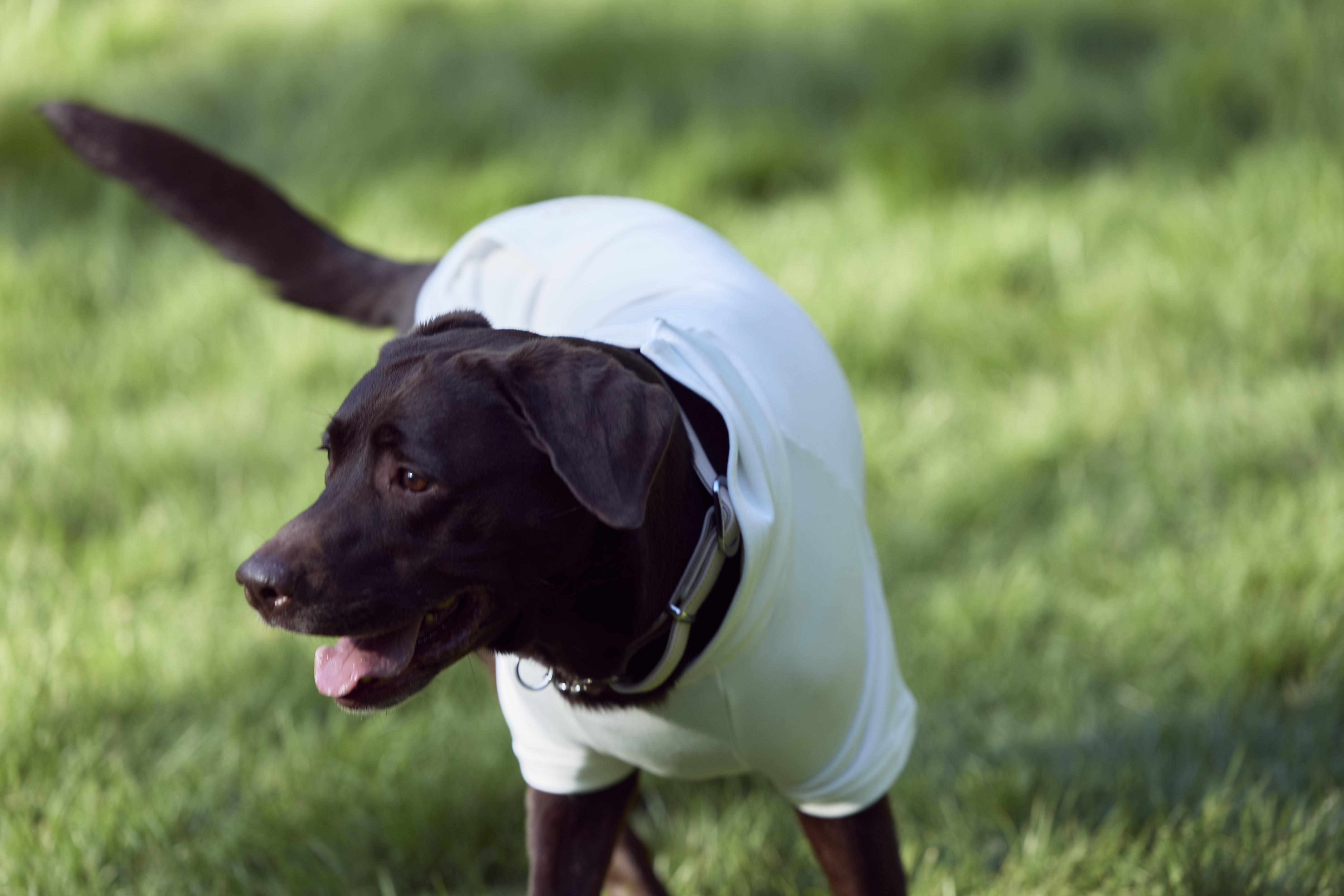 Doggy‘s Island　ロゴTシャツS　White