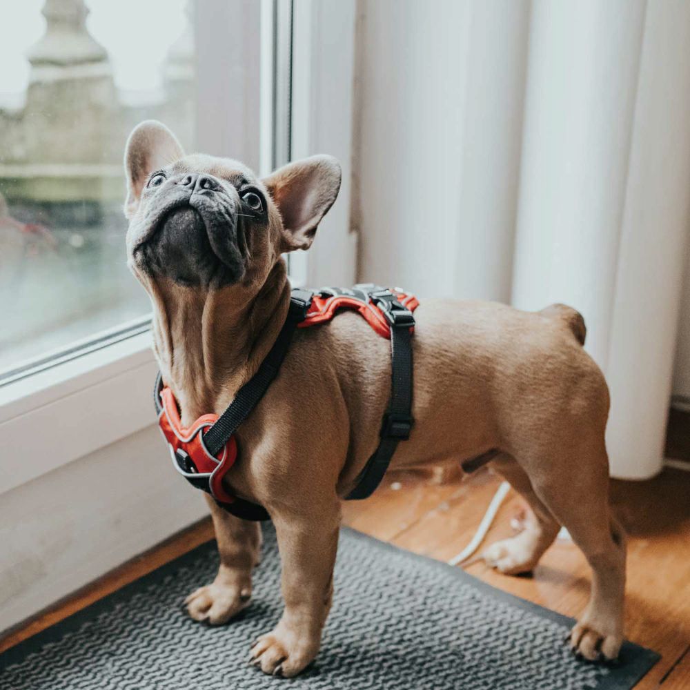 【HUNTER】ディヴォ 色: レッド/グレー, サイズ: XS