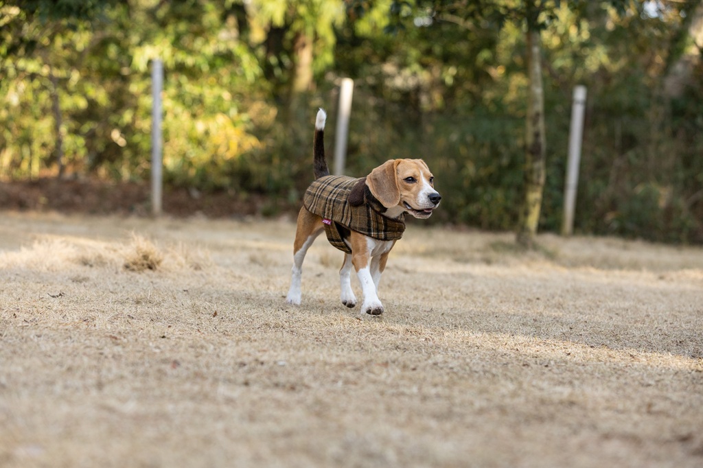 【FIRST】ボアチェックコート 色: ベージュ, 号: 0号