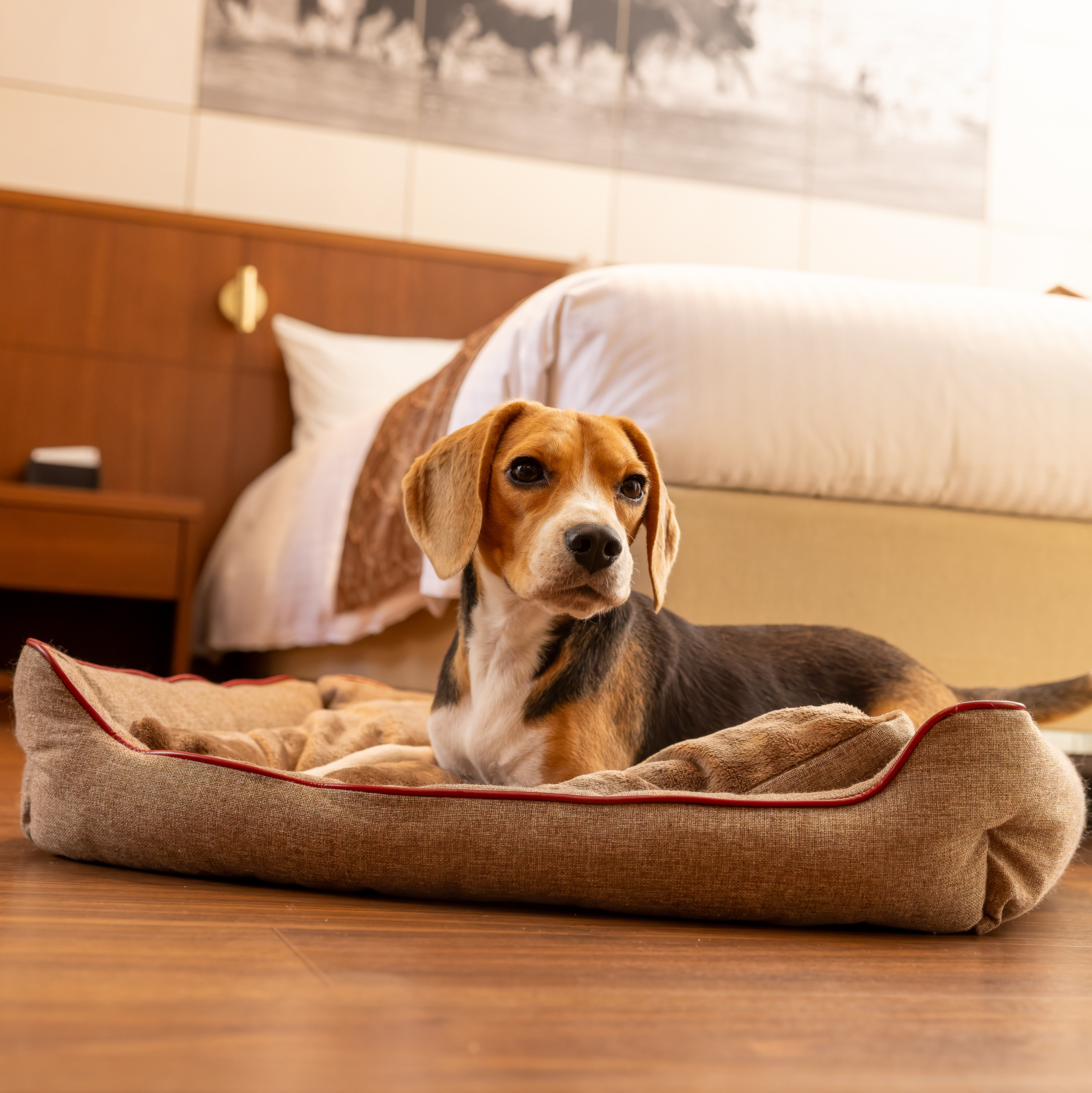 【FIRST】スクラッチレジスタンス　スクエアベッド 色: ブラウン, サイズ: S