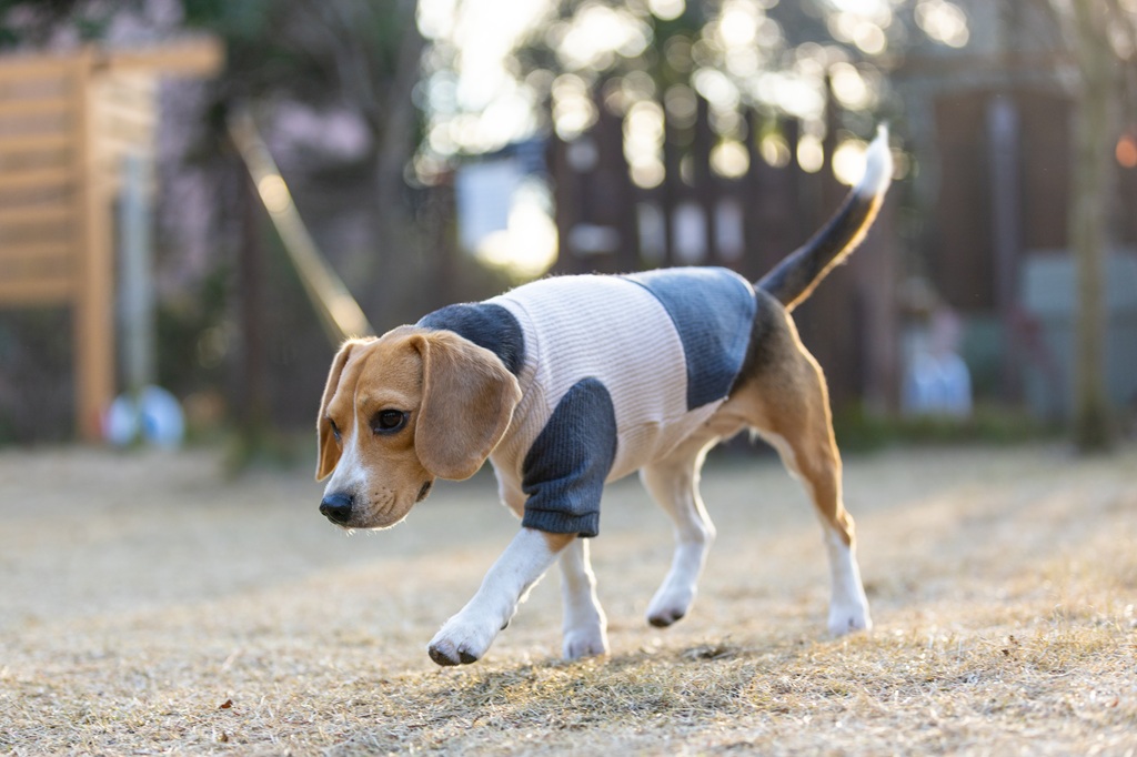 【FIRST】ヘムスウィッチングニット 色: ベージュ/グレー, サイズ: XS